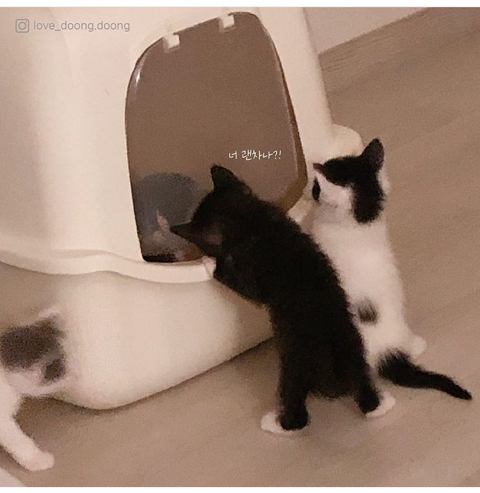엄마 화장실이 궁금했던 아기고양이.manhwa_8.jpeg