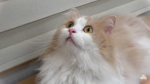 요즘 유튭 고양이채널 상황_2.png