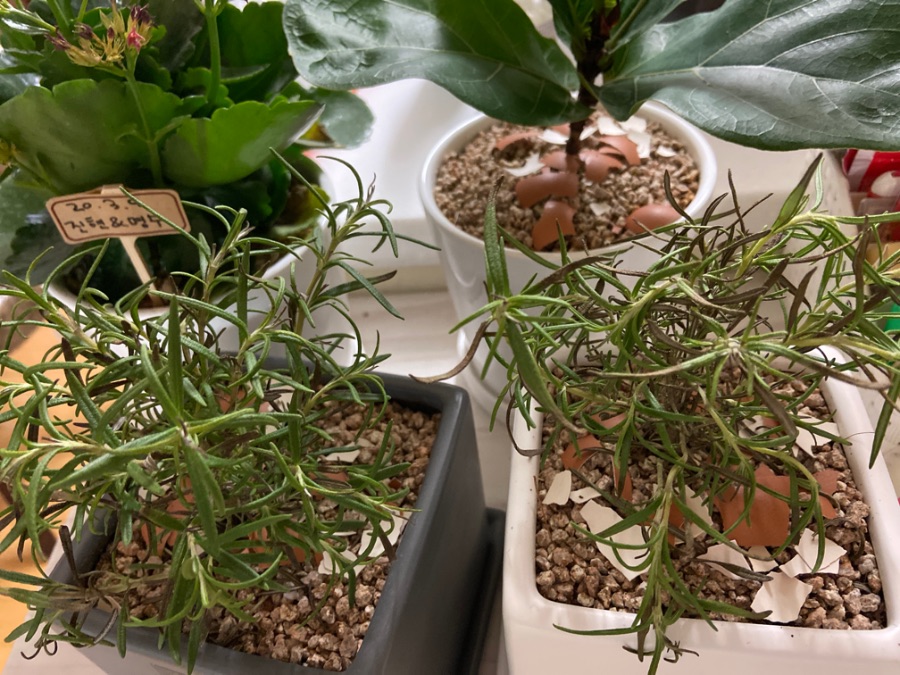 로즈마리가 죽어가요 :( 도와주세요_1.jpeg