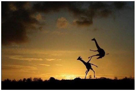 기린이 싸우는 짤.jpg_2.jpg