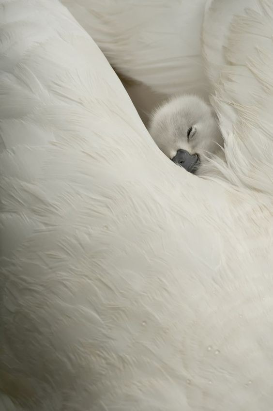 새끼백조가 자는 법_2.jpeg