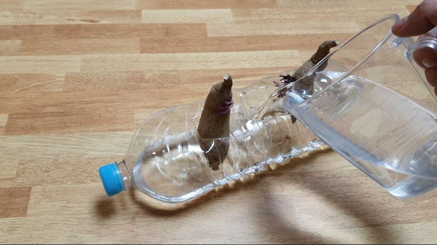 아파트에서 고구마 농사 / 고구마재배 / 미니하우스만들기_1.png