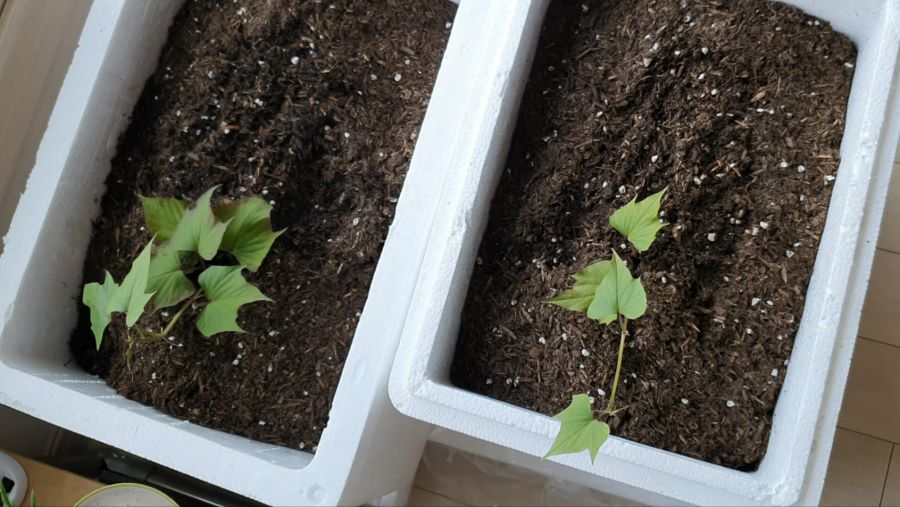 아파트에서 고구마 농사 / 고구마재배 / 미니하우스만들기_5.png