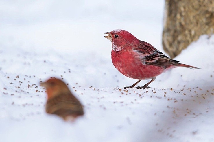겨울에만 희귀한 확률로 마주칠 수 있는 참새.jpg_5.jpg