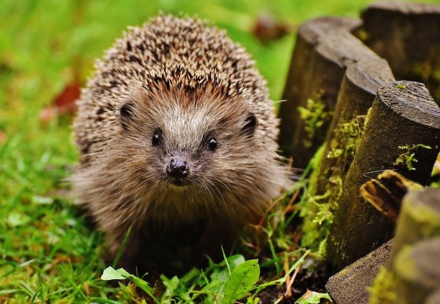 hedgehog-child-1759027_640.jpg