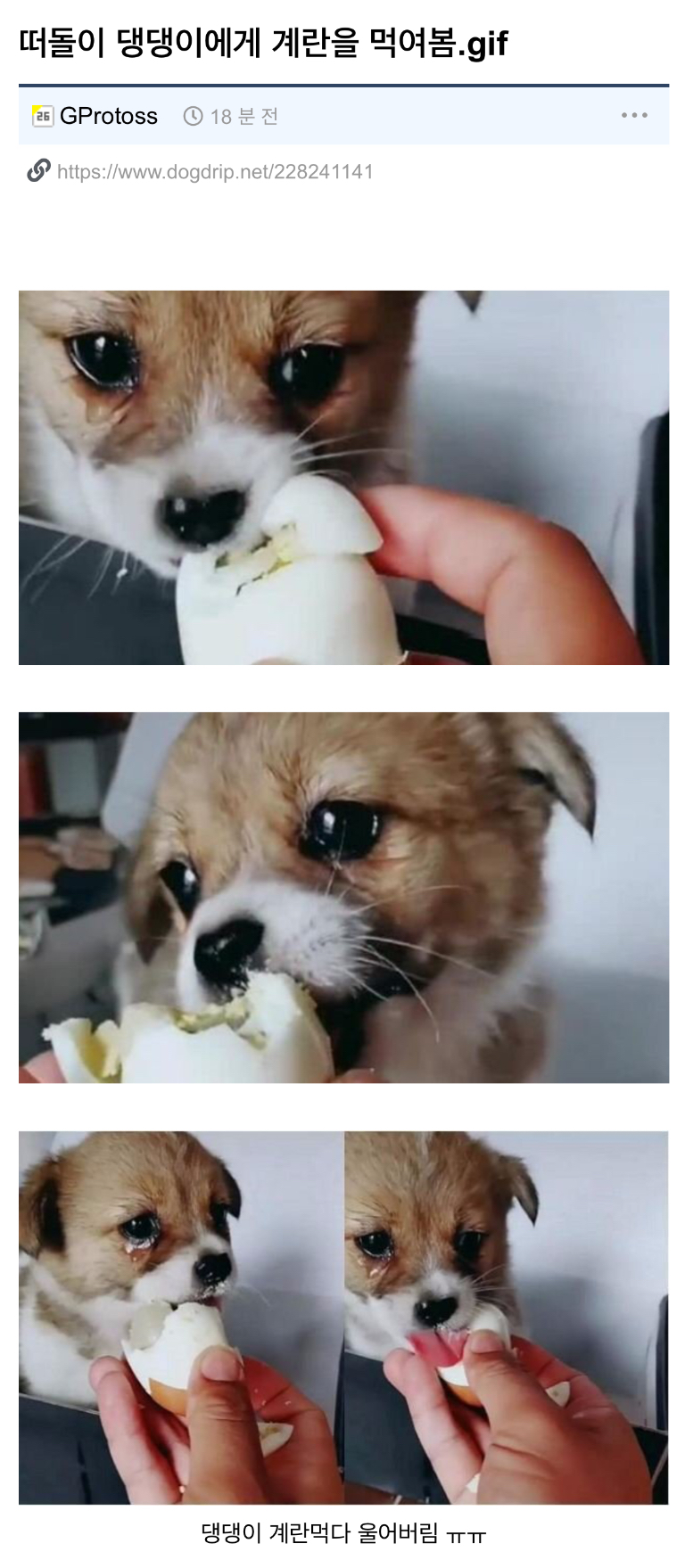 떠돌이 개를 울린 인간.gif_1.jpg