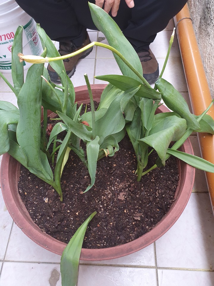 본가에 있던 식물인데.....어떤 아이인가요??_1.jpg