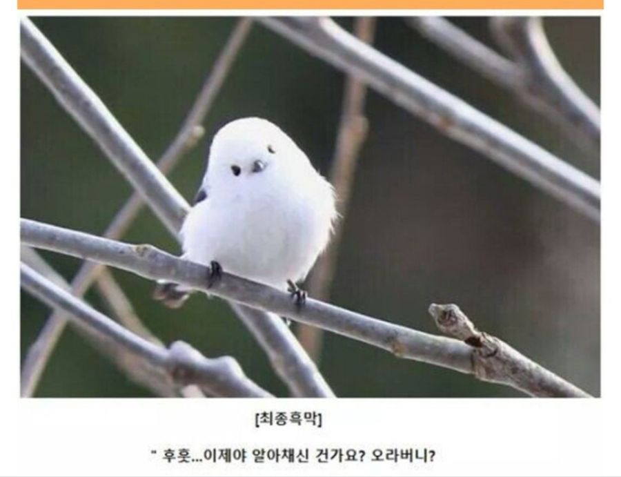 "이젠 돌아킬수 없어요, 오라버니!"_1.jpg