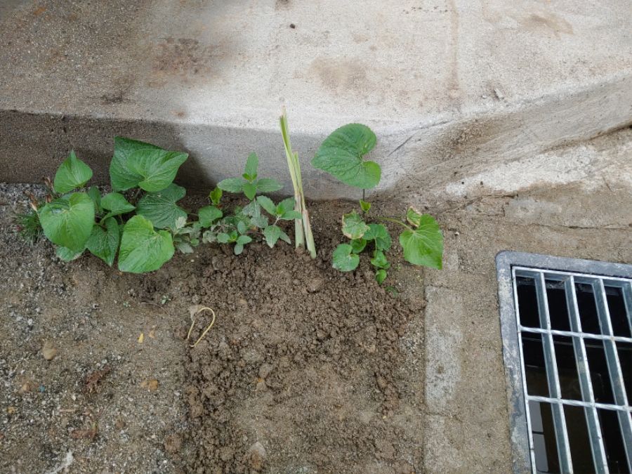 물꽂이랑 모종심기_6.jpg