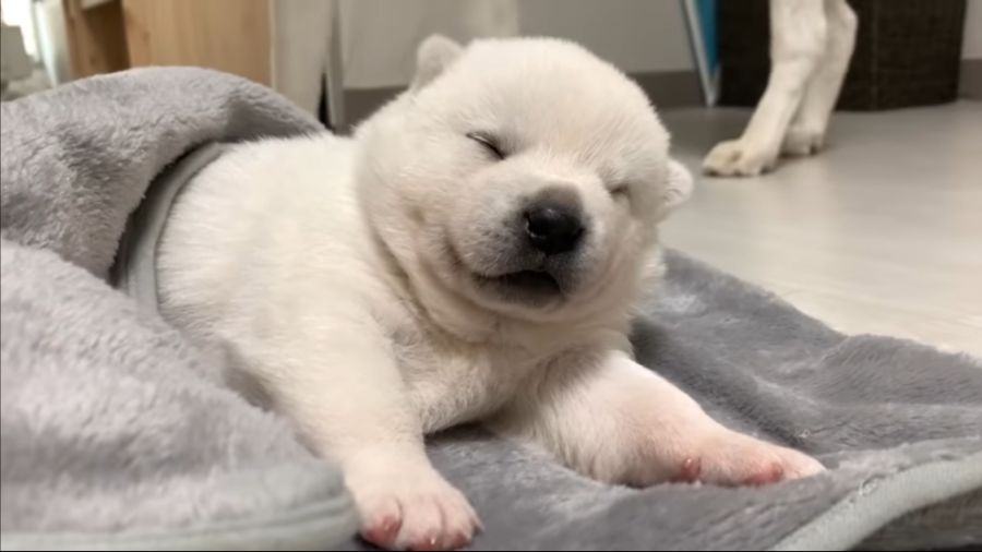 생후 한달 된 진돗개.JPG_1.jpg