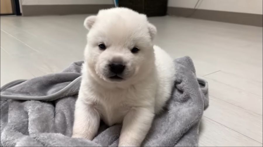 생후 한달 된 진돗개.JPG_5.jpg