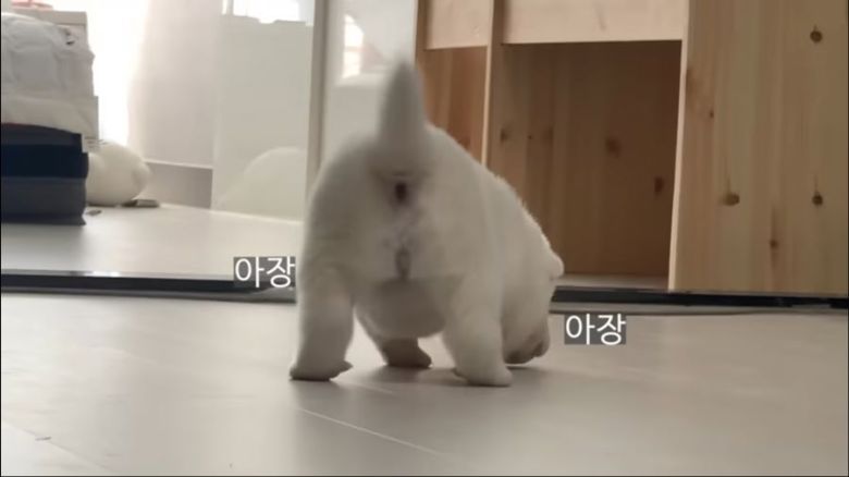 한달된 진돗개_2.jpeg