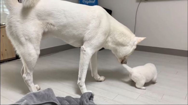 한달된 진돗개_5.jpeg