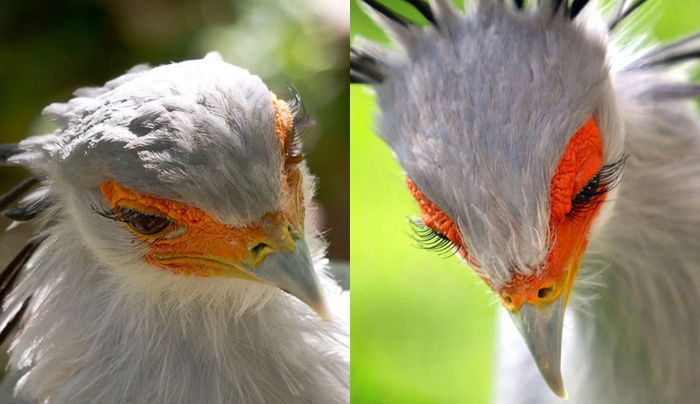 뱀들의 천적이라는 맹금류_1.jpg