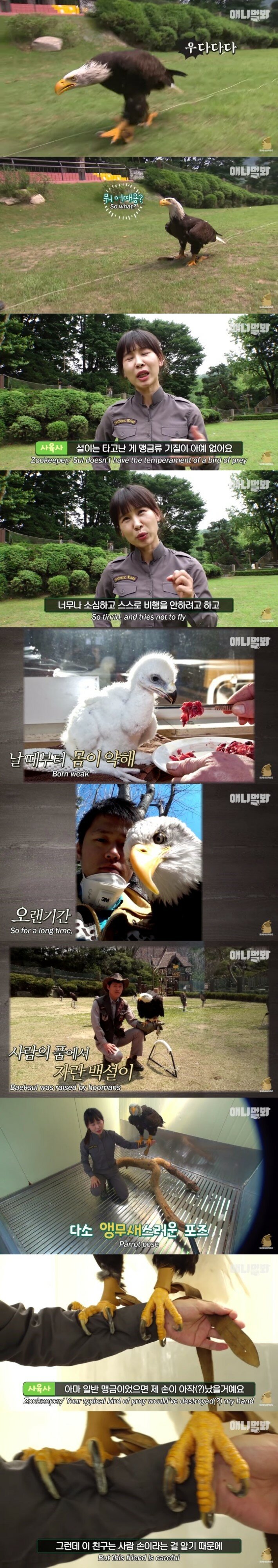 사람 손에 자란 독수리_2.jpg