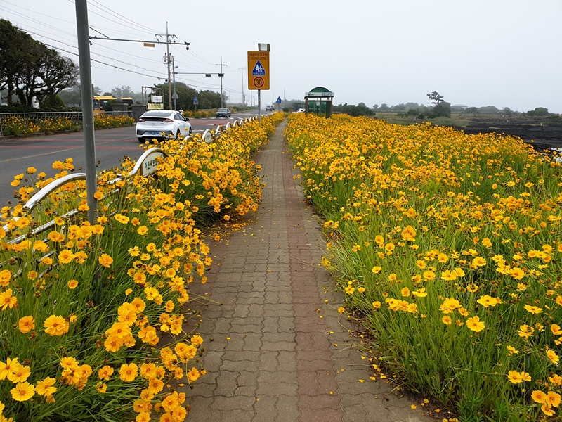 (초스압) 제주 환상자전거길 234 km 완주 도전 겸사겸사 먹부림 여행_25.jpg