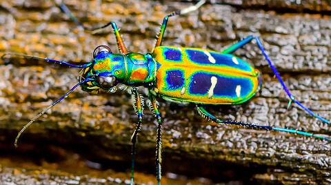 Screenshot_2020-06-11 Tiger beetle (1057173790) - 게티이미지뱅크.png