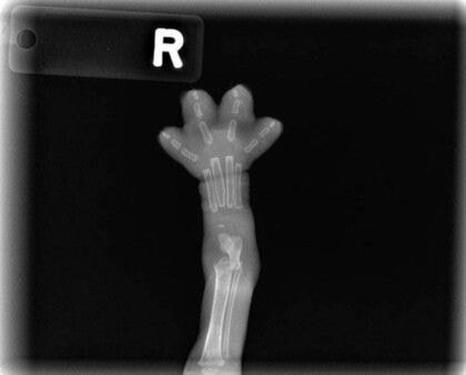 고양이발 엑스레이_2.jpg