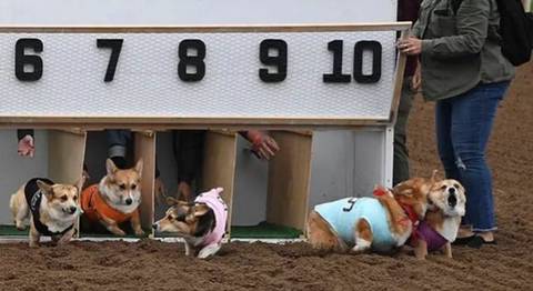 웰시코기 레이스.gif_4.jpg