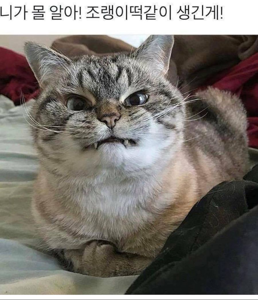 조랭이떡 고양이 근황.jpg_1.jpg