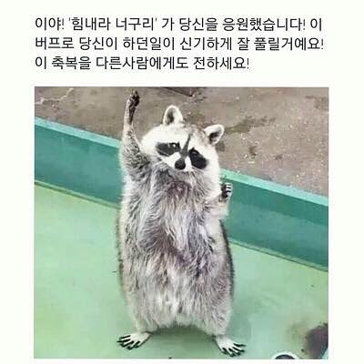 이야! 힘내라 너구리가 당신을 응원했습니다!_1.jpg