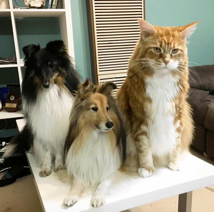 세상에서 제일 큰 고양이종_7.png