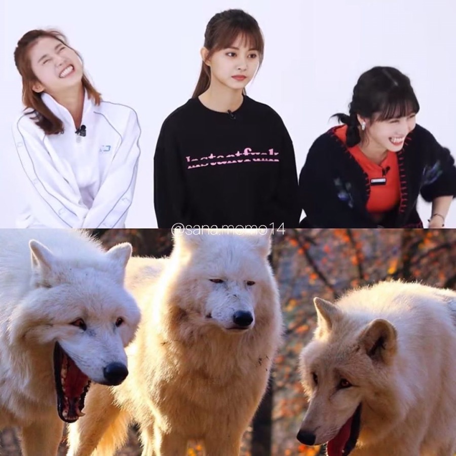 쯔위 떡국짤을 본 사나와 모모_2.jpeg