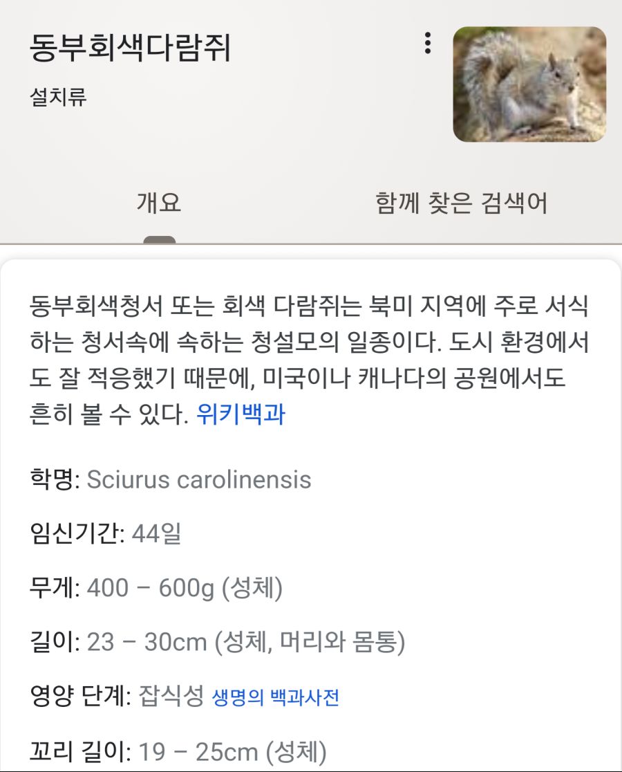쓸데없는 정보)미국 '다람쥐'의 정체._1.png