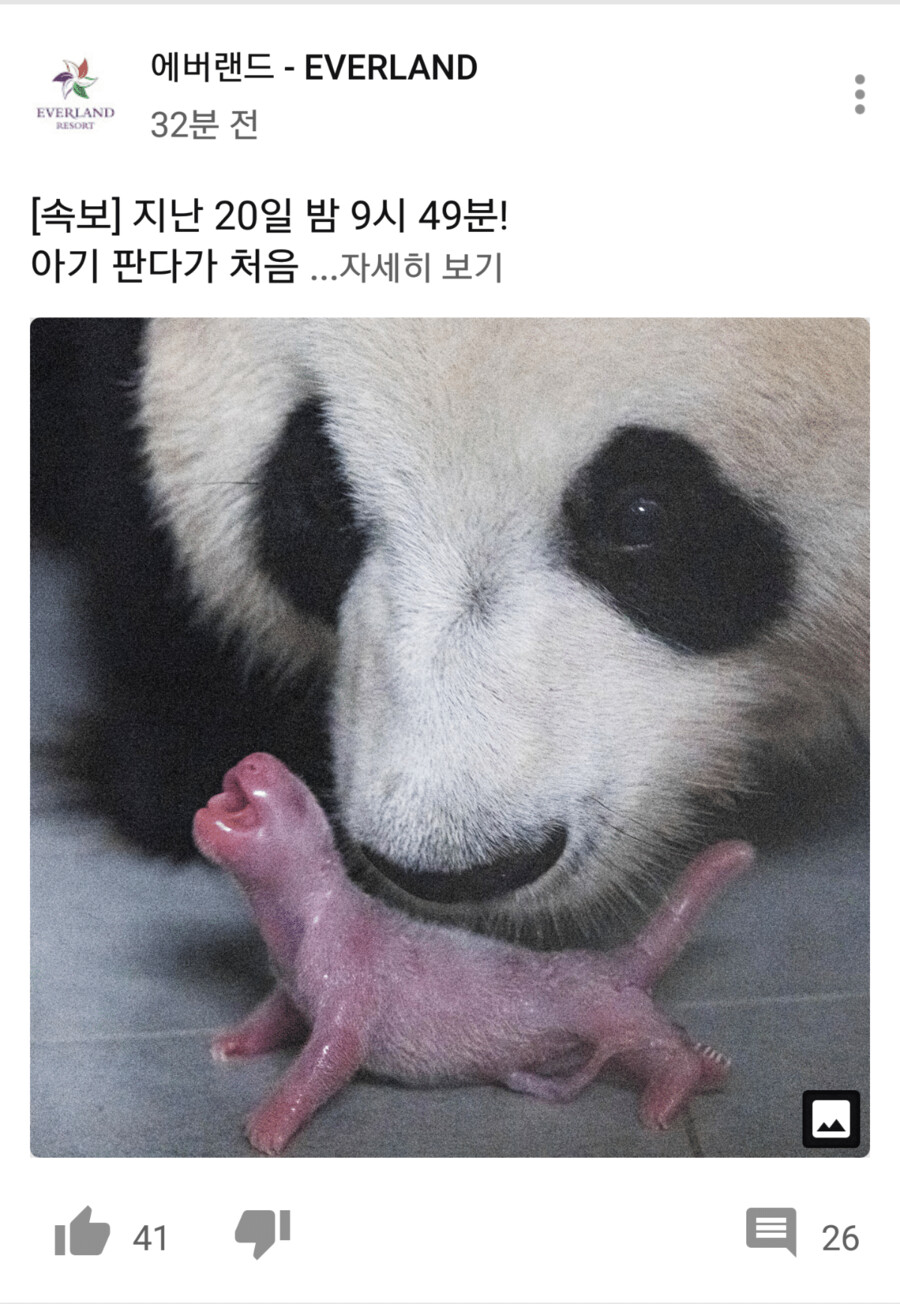 한국 에버랜드 판다 근황.JPG_1.png
