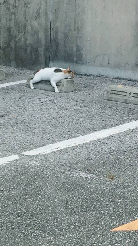 주차장 방지턱의 의외의 용도._4.jpg