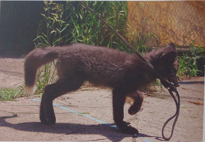 19아님) 인간에게 우호적인 여우끼리 교배!_7.png