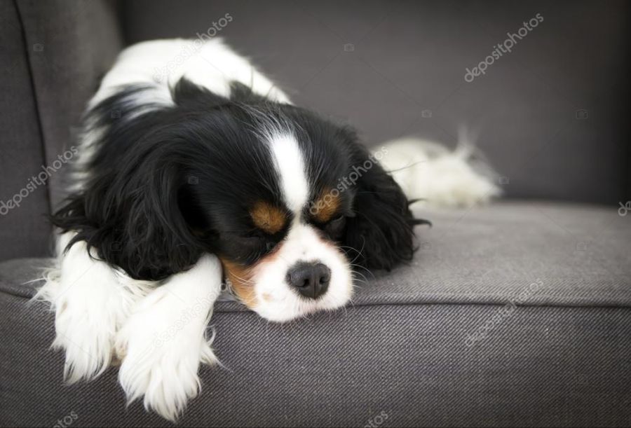 depositphotos_68472867-stock-photo-sleeping-dog.jpg
