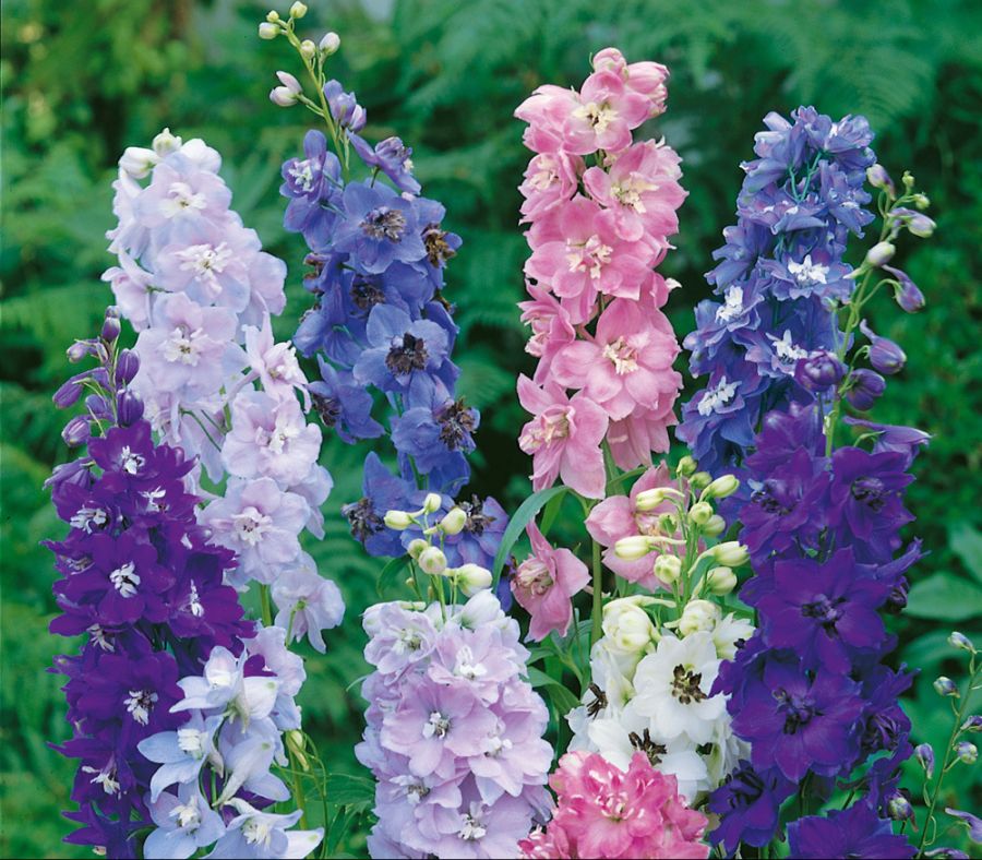 delphinium-pacific-mix-x__95203.1522258057.1280.1280.jpg