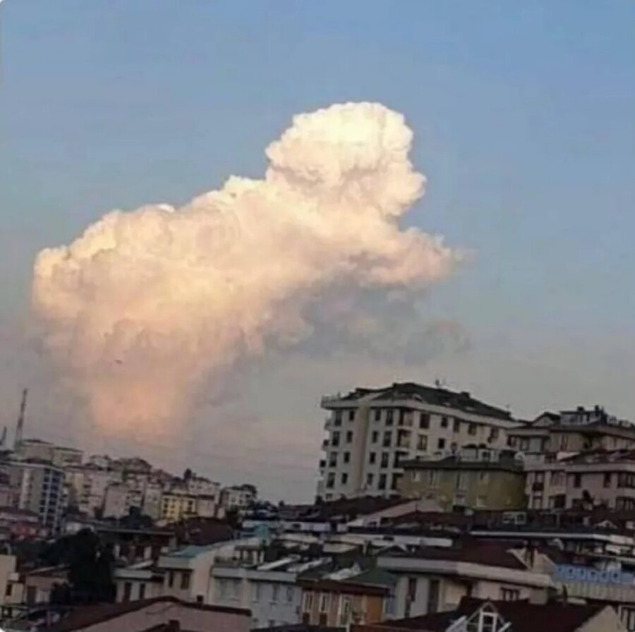 말티즈 거다이 맥스_1.jpg