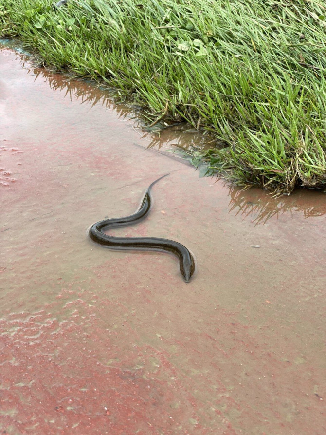 물에 잠겼던 대전 산책로 근황.jpg_3.jpg