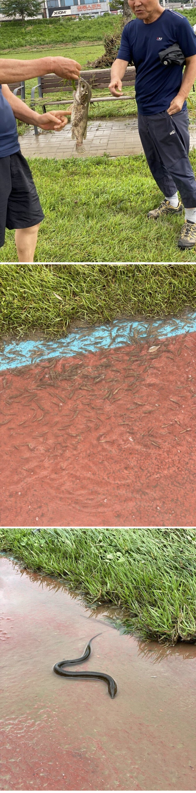 물에 잠겼던 대전 산책로 근황_1.jpg