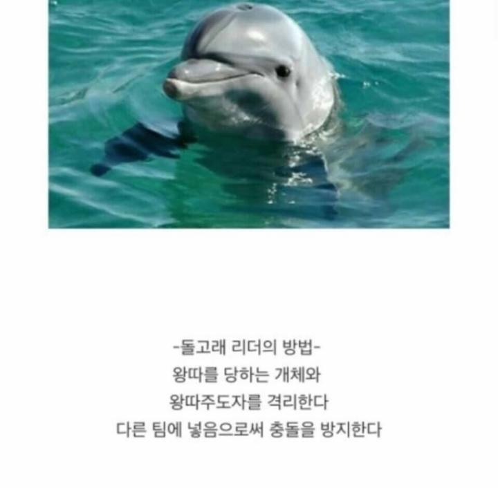 동물별 왕따 방지방법_3.jpg