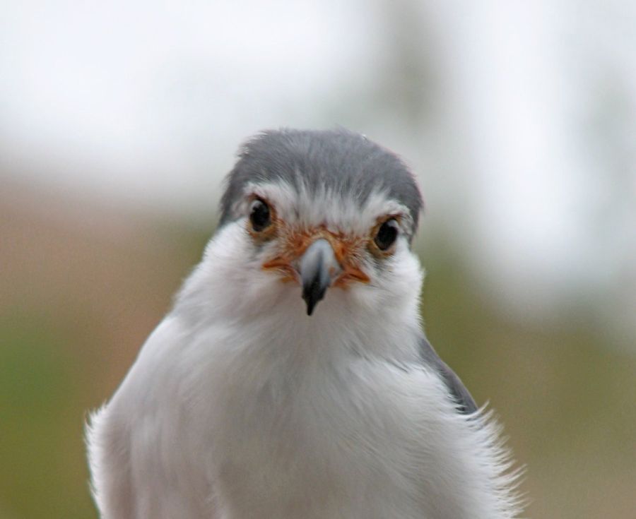 분명히 매인 새_1.jpg