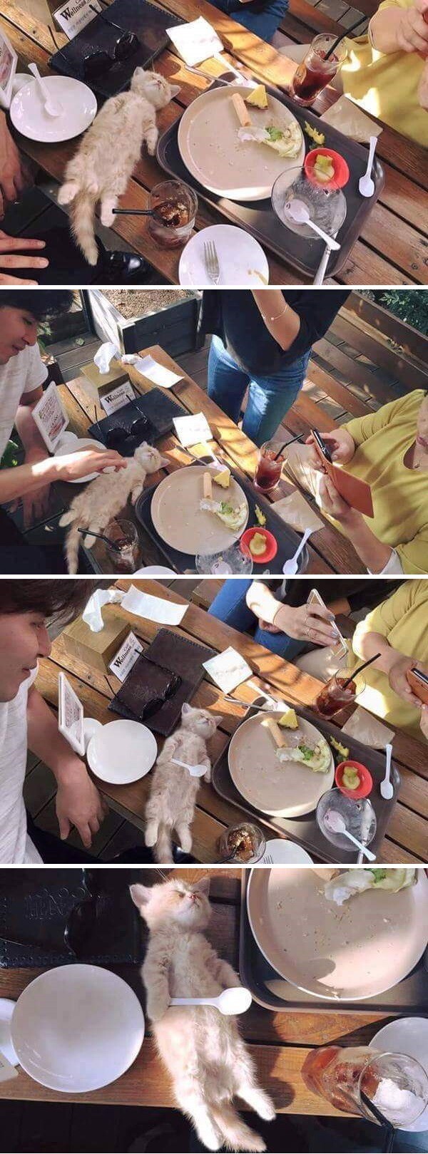 까페 난입한 길냥이.jpg_1.jpg