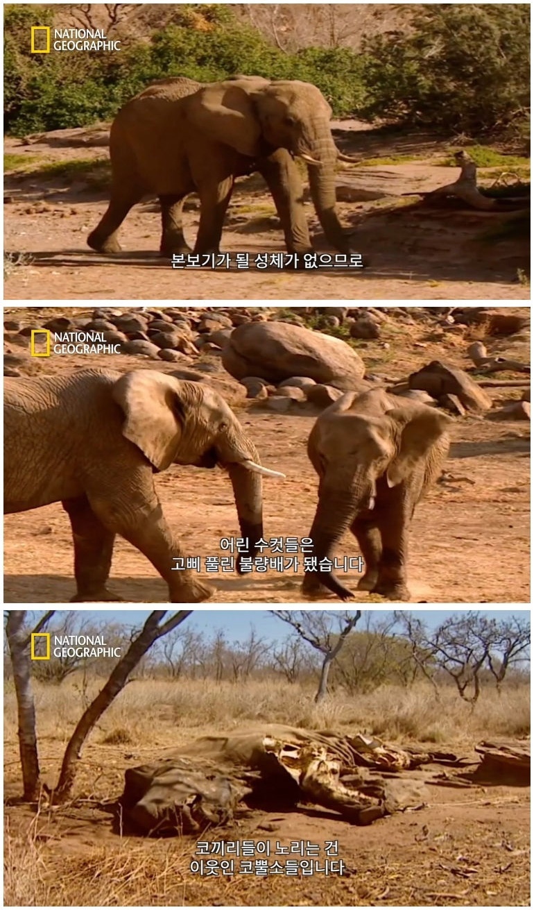 코뿔소 vs 코끼리_1.jpg