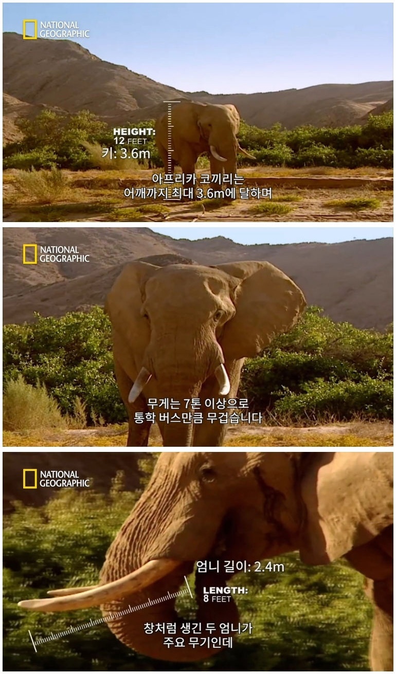 코뿔소 vs 코끼리_2.jpg