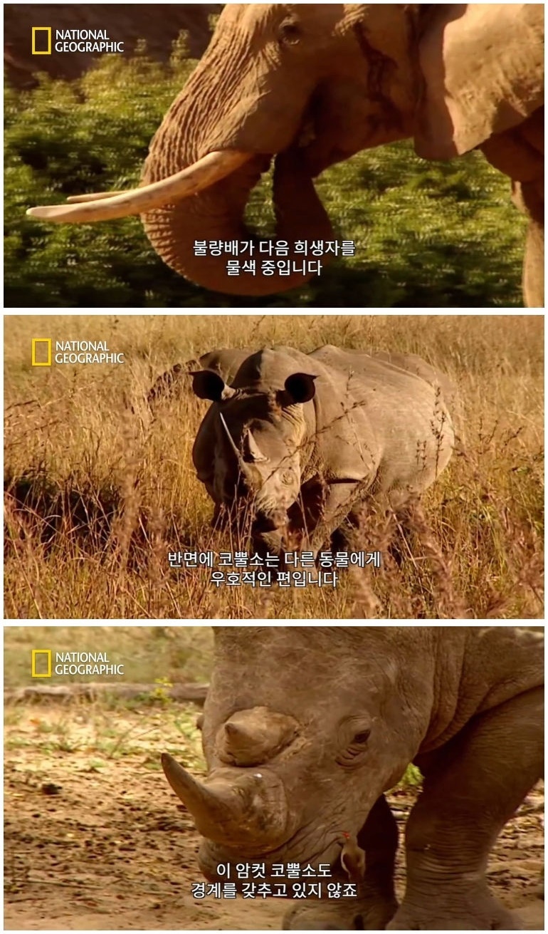 코뿔소 vs 코끼리_4.jpg