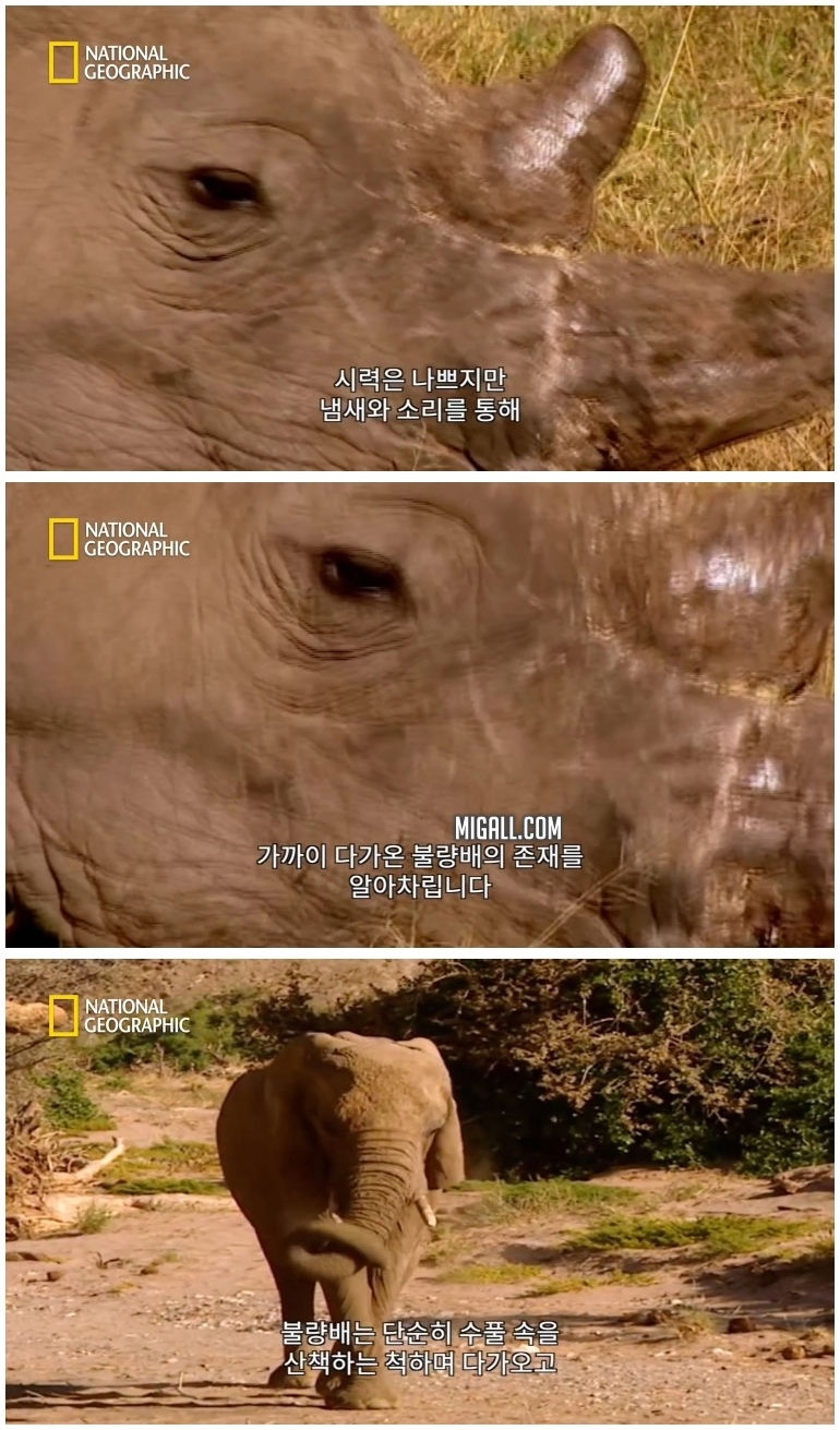 코뿔소 vs 코끼리_5.jpg