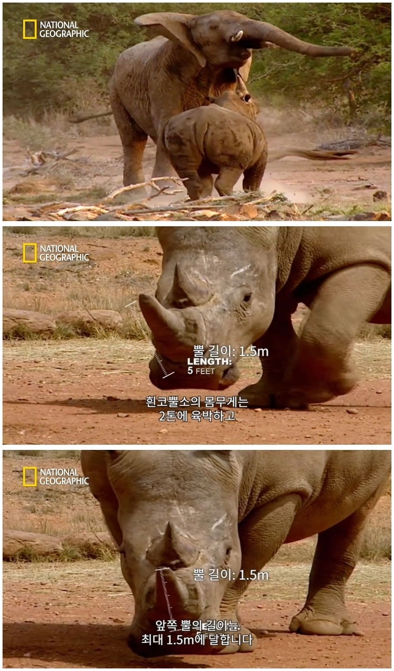 코뿔소 vs 코끼리_7.jpg