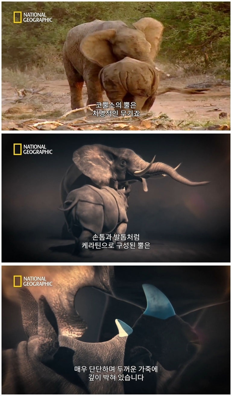 코뿔소 vs 코끼리_8.jpg