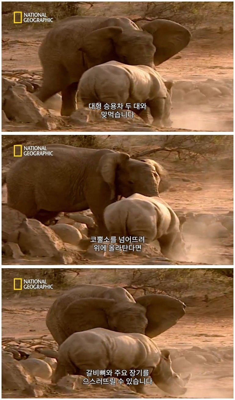 코뿔소 vs 코끼리_11.jpg