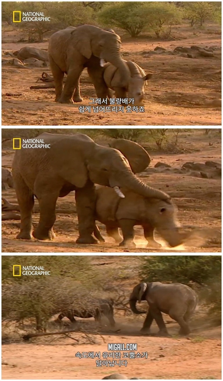 코뿔소 vs 코끼리_13.jpg