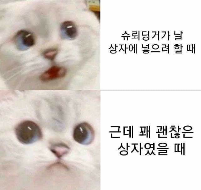 충격,공포주의) 슈뢰딩거에게 상자 공격을 받은 고양이..._1.jpg
