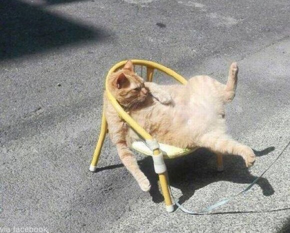 애옹이로 알아보는 칠대 죄악.JPG_1.jpg