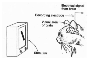 Experimental-setup-for-study-of-the-visual-cortex-of-cats-HUBEL-WIESEL-1959.jpg